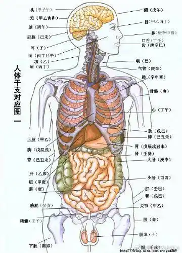 八字入门#029 四柱及干支对应人体器官部位 一,四柱对应人体部位 11