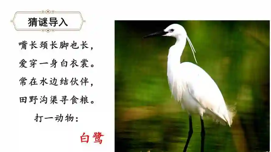 部编版五年级上册语文1白鹭课件pptx