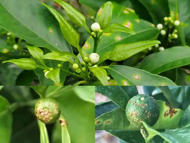 柑橘防控溃疡病要点,果树营养是基础,春天是预防关键阶段!