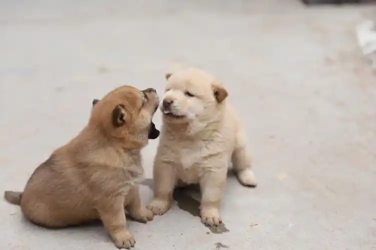 小奶狗在线卖萌