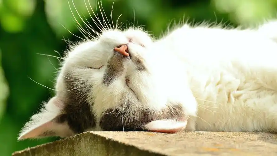 可爱猫咪高清mac动态壁纸_mac小美人儿-站酷zcool