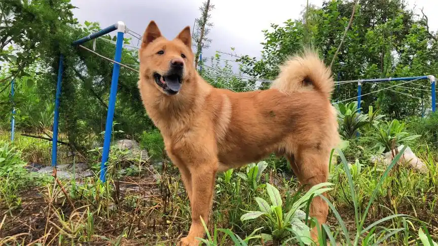 中华田园犬生存能力有多强?只要想吃肉,就招呼兄弟们一起捕鱼!