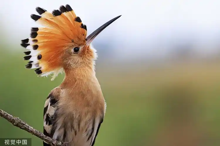 在农村戴胜鸟又被称为棺材鸟为何它们身上总是臭臭的