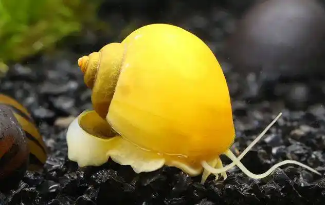 黄金螺养一只会爆缸吗?