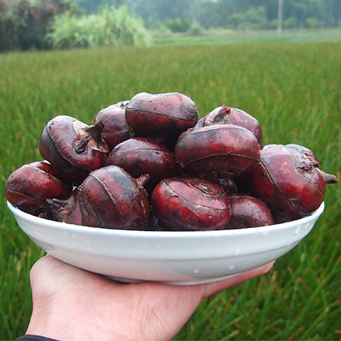 【现挖】超大号广西农家特产农产品蔬菜水果马蹄荸荠新鲜5斤包邮