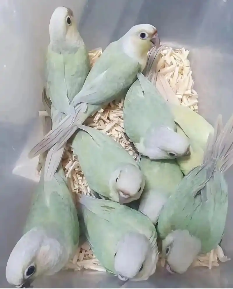 手养鹦鹉 薄荷 香吉士 月亮 - 抖音