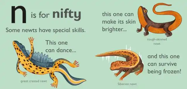 绘本n是一只小蝾螈(n is for newt)