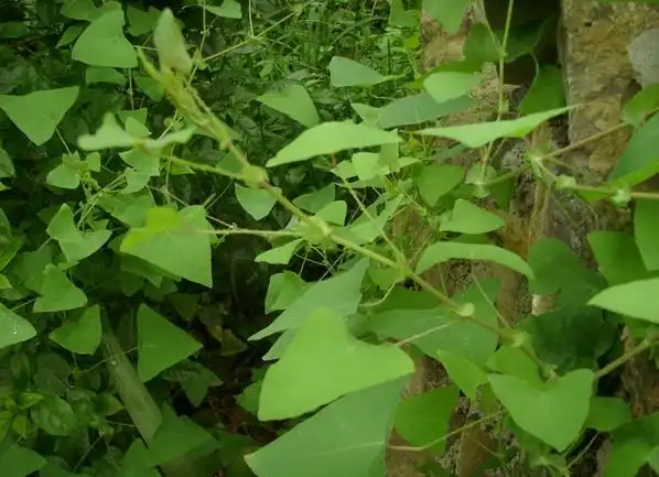 如图,请教大家这种植物叫什么名字!