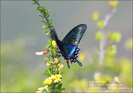 有人嘛 问一下东北这边有一种蝴蝶 蝴蝶翅膀张开上边 是全黑的 下边是