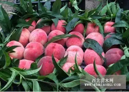 北京14号桃苗繁育基地品种纯质量好