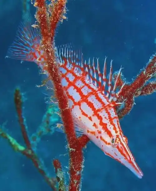 千年罕见稀世奇鱼给你们开开眼界