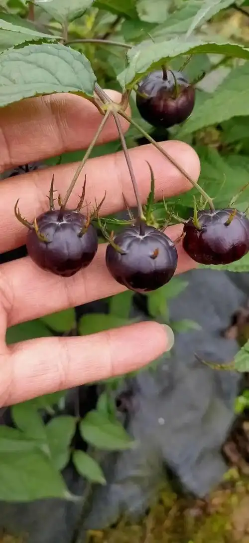 乐山优选10元抢购沙湾红果参亲子采摘套餐一起采摘尝鲜