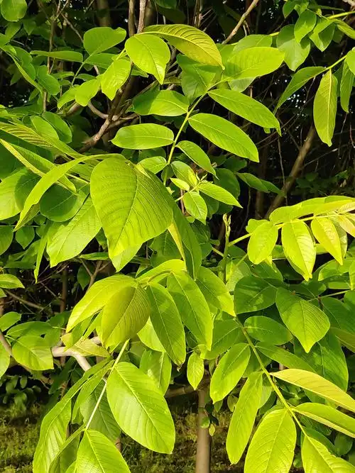 一路- 愿与梅花过一生 - 图虫