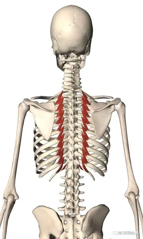 回旋肌主要作用:双侧收缩时,可使脊柱后伸,特别是头颈部;控制向收缩