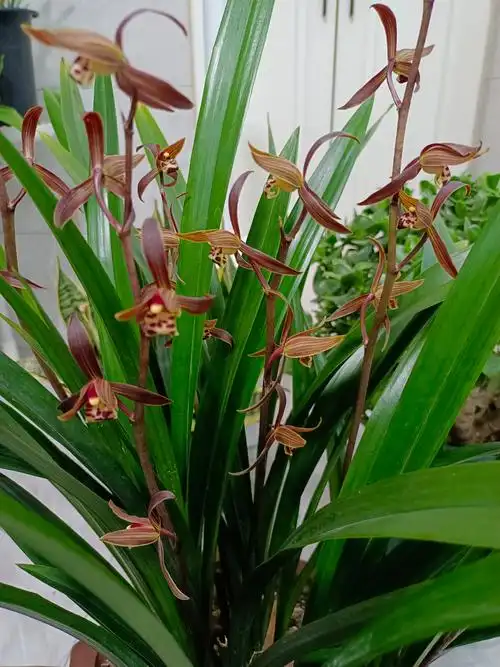 墨兰花图片及养殖方法(墨兰开花期养护有方法) - 赤虎壹号