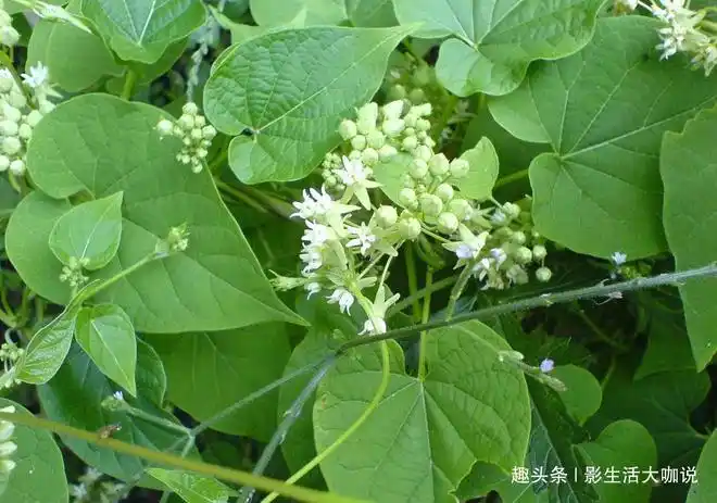 农村何首乌你见过的植物块根可入药但对它要小心