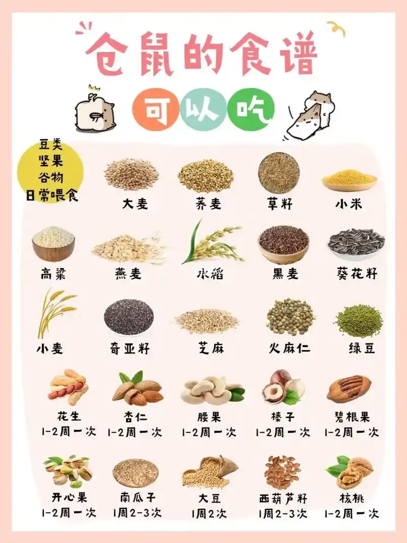 小仓鼠的食谱来啦91一定要记好哪些不能吃.#创作灵感   鼠 - 抖音