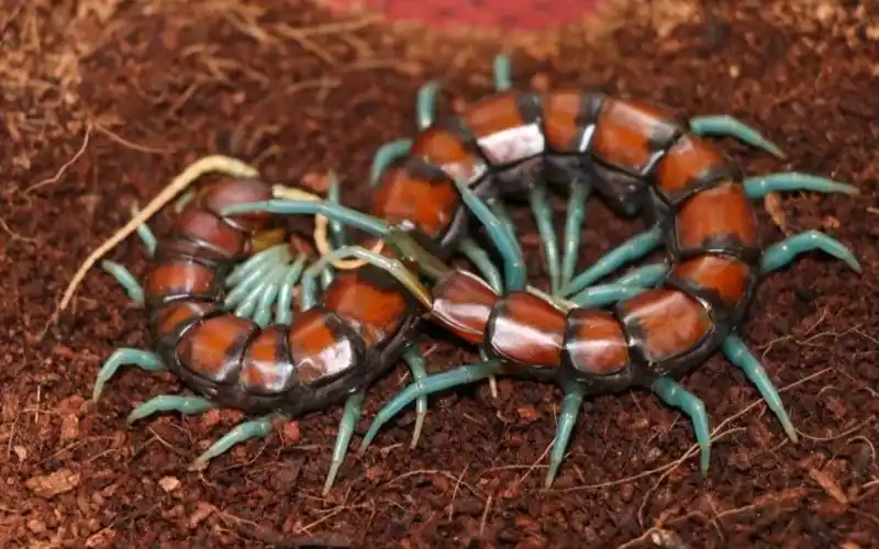 【广西薄荷蓝腿蜈蚣】中国最漂亮的蜈蚣