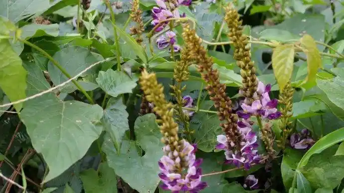 岭南花草(27)野葛---绿色危险物