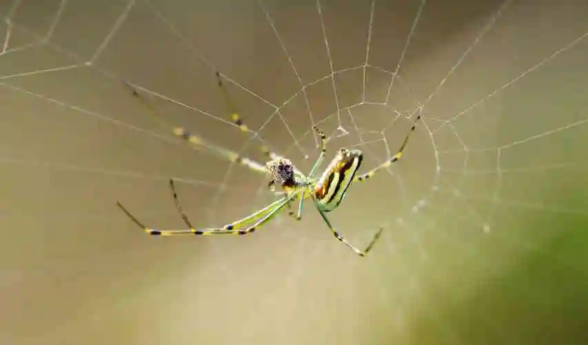 梦见蜘蛛是什么意思_好不好,看完这些预兆秒懂! - 四明妇幼