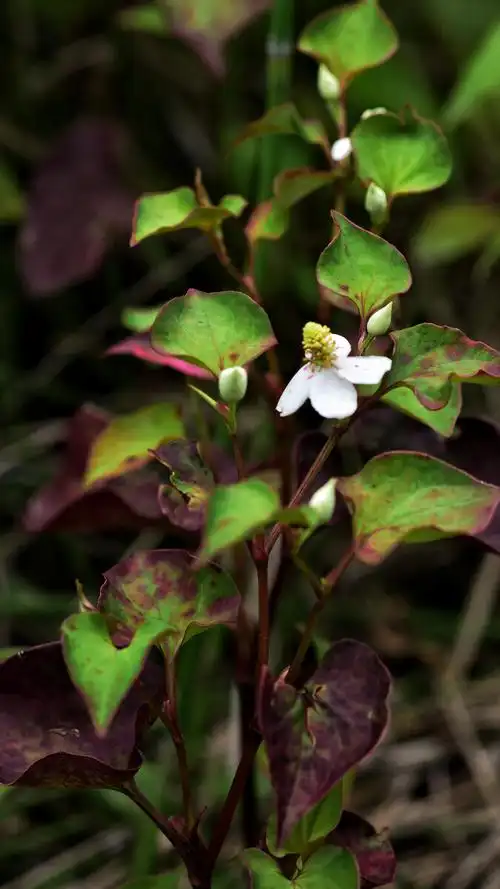 折耳根花鱼腥草