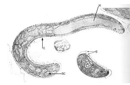 怎么看出猫有弓形虫喜欢撸猫的你应该看看
