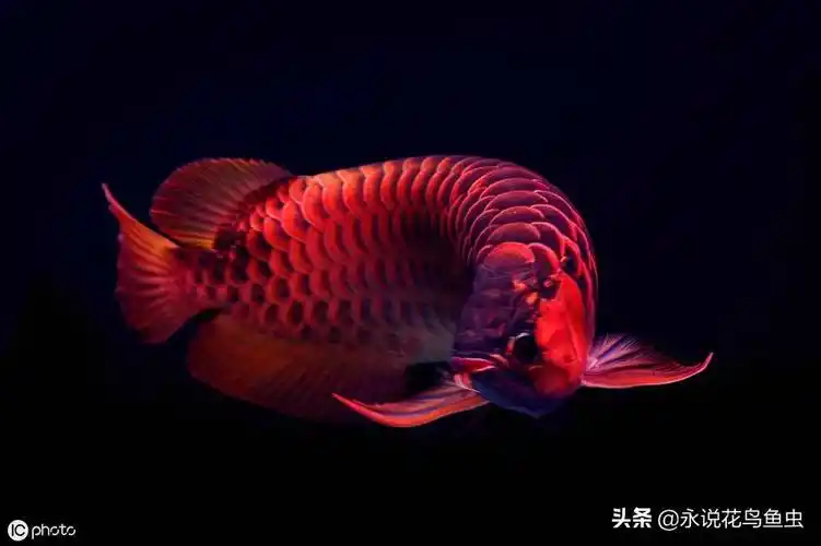 红龙多少钱20公分红龙鱼价格表