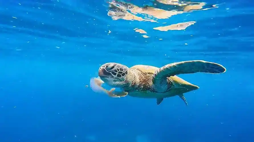 海龟吃水母,一口吸进去就像吃面条一样,网友:我也想尝尝-动物视频