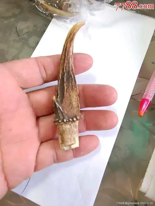老麂子角一个漂亮辟邪用少见118元包邮