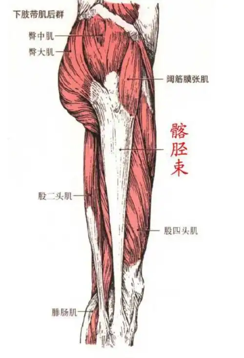 它在一侧臀部连接臀大肌和阔筋膜张肌,并连接一侧的胫骨.