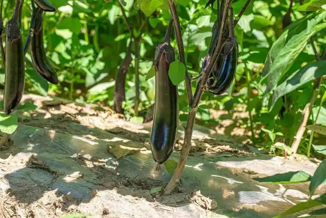 无论是田园棚室,还是乡间篱笆菜园,我们都能见到茄子开花挂果的身影