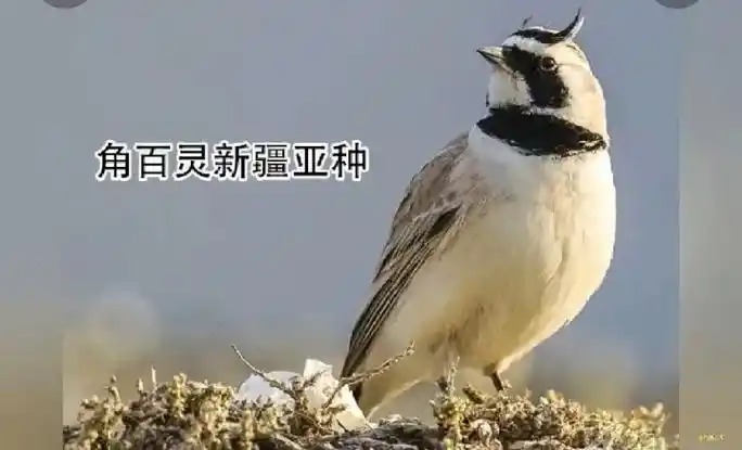 我的抖音生活日记 #看,这些漂亮的百灵鸟 - 抖音