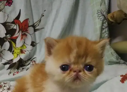 出售纯种加菲猫包子脸肉滴大眼 - 宠物交易 - 桂林分类信息 桂林二手