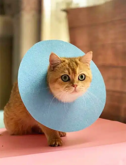 伊丽莎白圈软圈宠物公母猫狗绝育防咬舔防耻辱头套项圈