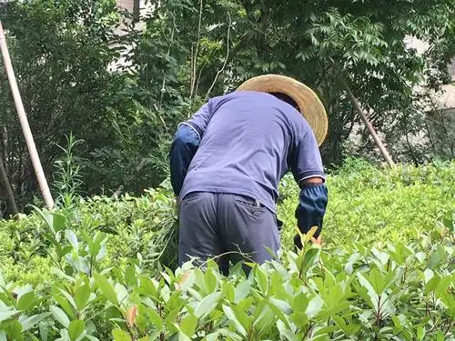 烈日下最美的背影