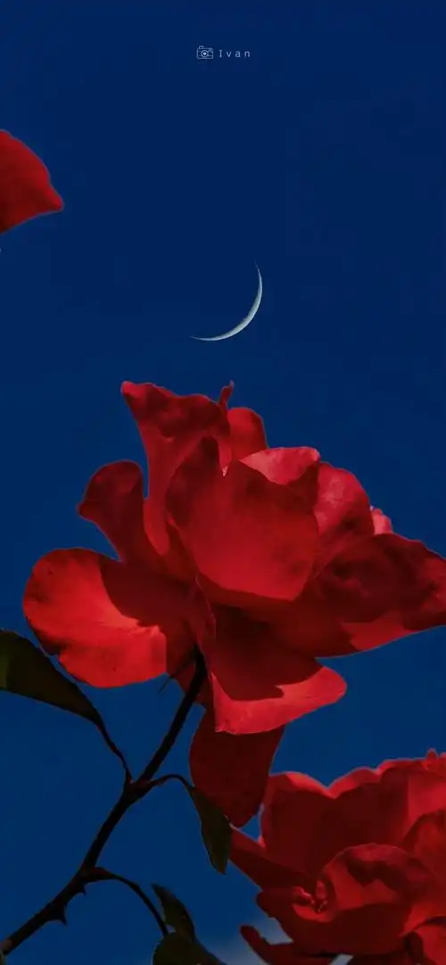 " 花前月下,玫瑰正艳 . "