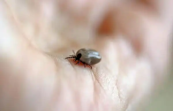 世界上最恐怖的虫子十大最吓人的昆虫