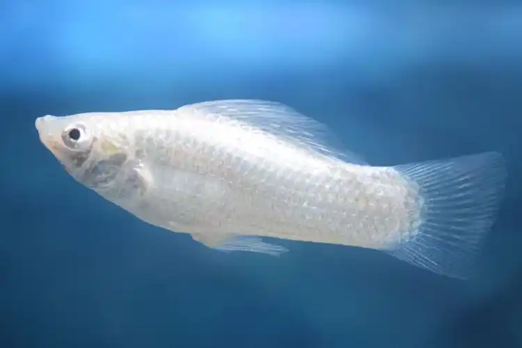 皮球玛丽鱼活体怀孕小型热带鱼下崽狂魔鱼银玛丽鱼黑玛