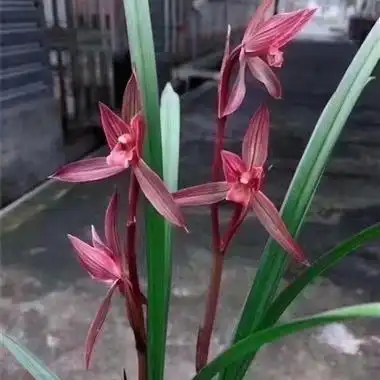 春剑中华红素 - 中国兰花交易网