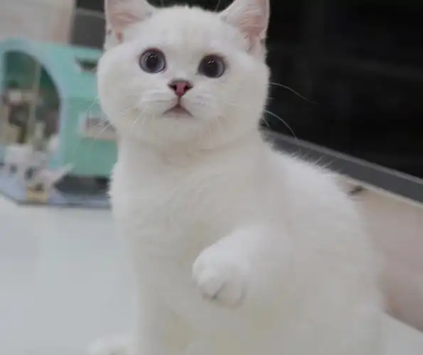 漂亮的英短银点妹妹快四个月