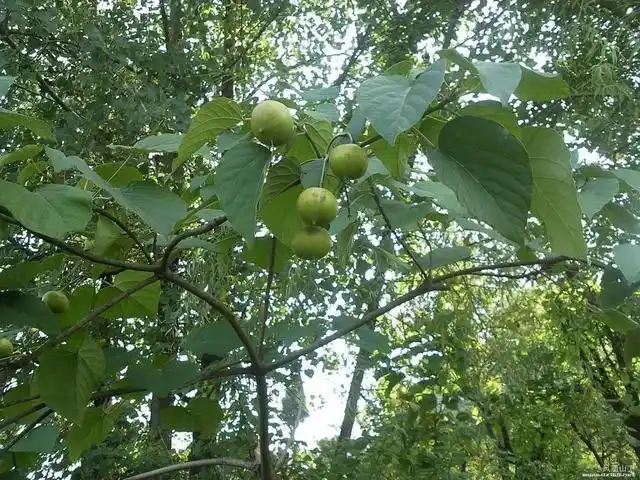 叶子包粑吃,果实掉落没人要,榨油40一斤,农村这种树你见过吗|桐子