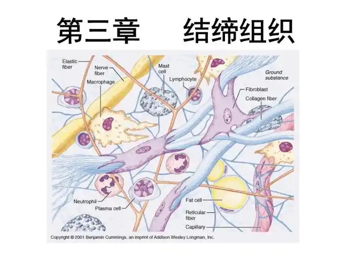 第二章结缔组织.ppt