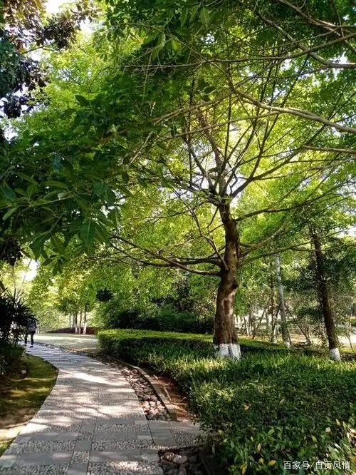 自贡城区最好的跑步点——南湖公园实拍(高清组图)