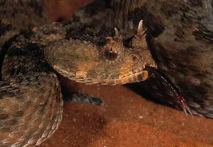 世界上长得最像龙的蛇_沙漠_天明_身躯