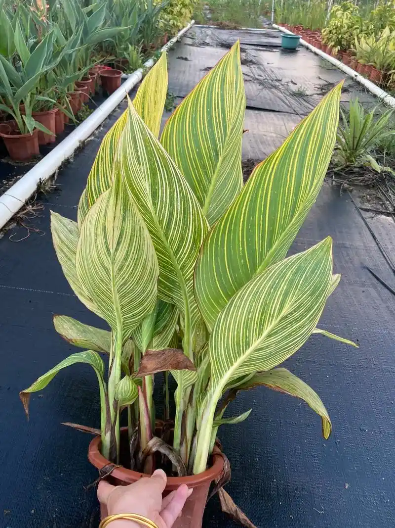 花叶美人蕉盆苗,地苗. - 抖音