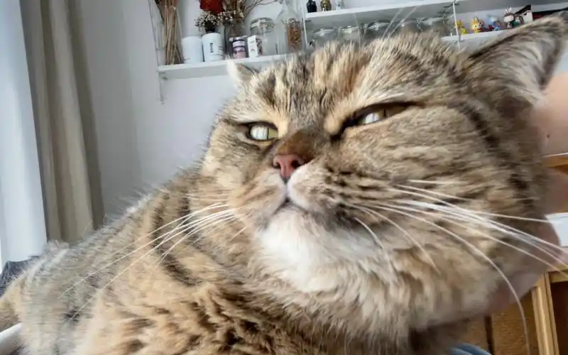 感受一下猫的蔑视