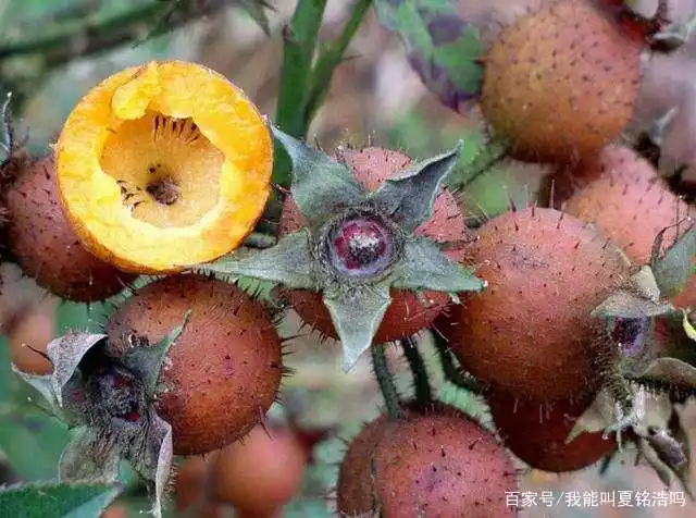 小时候吃过的野果