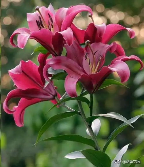 1,香水百合(香水百合花语)