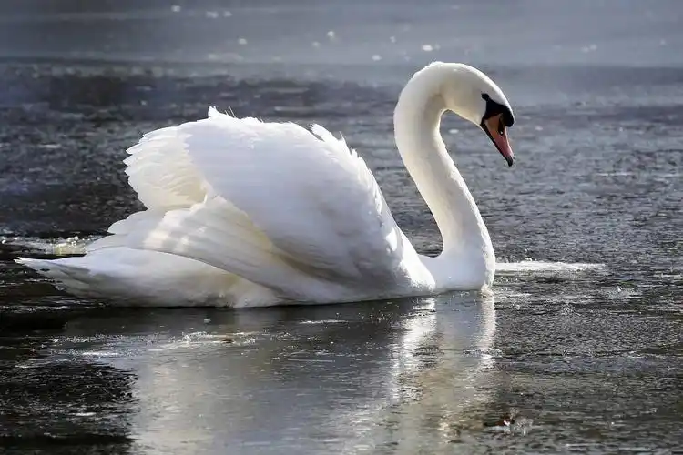 优雅仪态之形象对于现代女性的重要性
