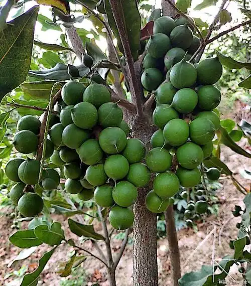 正成一号澳洲坚果有了省级身份证